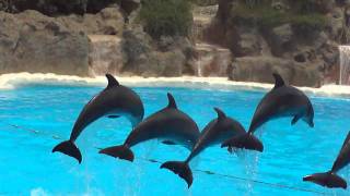 Dolfijn show 1  Loro Parque  Dolphin show 1 [upl. by Photima]