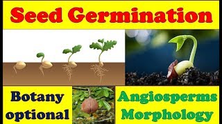 Seed Germination – Hypogeal and Epigeal Seed Germination Viviparous Seed Germination in Mangroves [upl. by Merralee]