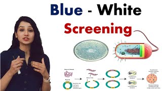 Blue White Screening  Recombinant DNA Technology  Alpha complementation  Screening [upl. by Oir329]