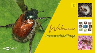 Webinar  Rasenschädlinge  Nematoden im Einsatz gegen Rasenschädlinge [upl. by Dlanar]