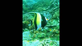 IDOLO MORO fish scubadiving peces buceo marinelife vidamarina [upl. by Norehs974]