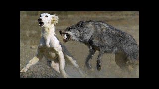 La rencontre dun loup avec un chien a choqué le monde Ce qui sest passé alors est incroyable [upl. by Kant]