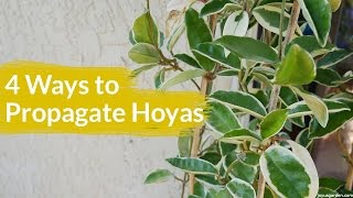 4 Ways To Propagate A Hoya  Joy Us Garden [upl. by Ardle605]