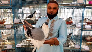 10 Most unique lahore pigeons  original lahore pigeons farm in opu vai [upl. by Esmond551]