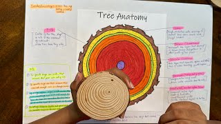 Tree Trunk Anatomy [upl. by Thorrlow]