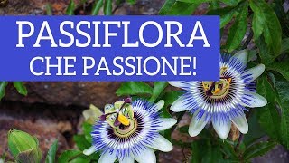 Passiflora che passione Dal fiore al frutto come prendersi cura di lei [upl. by Schild]