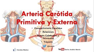 Anatomía  Compartimiento Carotídeo y Arterias Carótida Común y Externa [upl. by Woolcott]