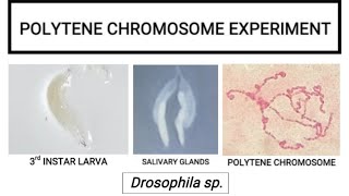 Polytene chromosome experiment [upl. by Latashia]