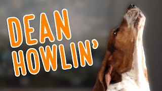 Dean HOWLIN 2020 Howling Compilation [upl. by Gunnar]