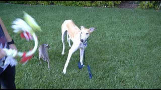 Meet Bunny Our Rescue Greyhound [upl. by Candida]