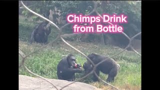 Chimpanzees 🐒 Guzzle Drink from Bottles [upl. by Mars]