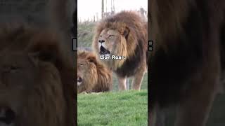 Which roar do you like the most shorts scary interestingfacts [upl. by Nace]