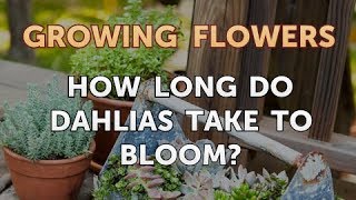 How Long Do Dahlias Take to Bloom [upl. by Hanselka152]