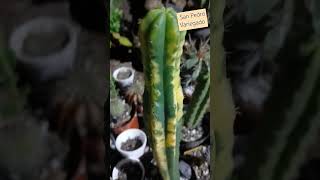 Trichocereus Pachanoi San Pedrocactus suculentaslovers [upl. by Sivartal]