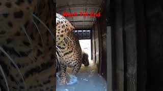 Cheeta Rescue  Wildlife Rescue  Beauty of Wildlife  Tigers Facts  Cats Rescue Video [upl. by Risteau58]