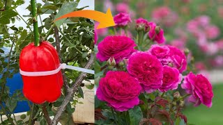 How To Grow Rose Plant At Home Fast And Easy [upl. by Boardman]