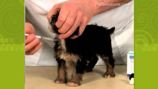 BLVD Vet How To Liquid Oral Medication for Pets [upl. by Obola]