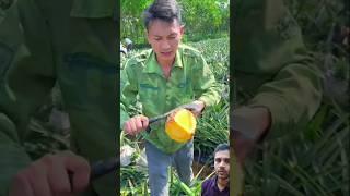 fruit naturallifeb satisfying naturalclips fruitcutting naturelife food 8ballpool plants [upl. by Kelson]