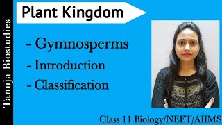 Gymnosperms  Introduction  Classification of Gymnosperms  Plant Kingdom  Class 11 BiologyNEET [upl. by Merl]