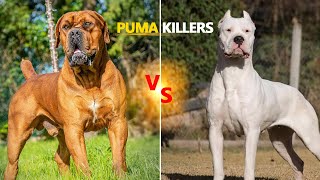 PUMA KILLERS  BOERBOEL VS DOGO ARGENTINO [upl. by Blancha253]