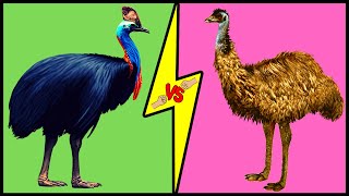 CASSOWARY vs EMU Comparison Who Would Win a Fight [upl. by Nico904]