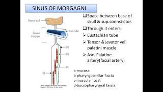 Sinus of Morgagni and Structures that Pass through it [upl. by Eivi416]