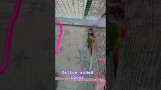 Yellow sided cnour talkingparrotscareandroutine birds parrot [upl. by Akerdal323]