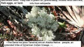 Reindeer lichen Cladonia rangiferina [upl. by Reviere]