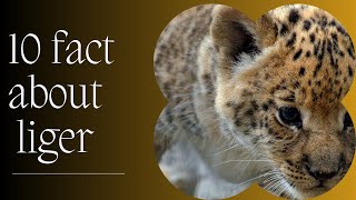 10 MindBlowing Facts About Liger [upl. by Narda]