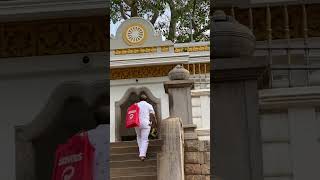 Jaya Sri Maha Bodhi Treehistorical Sacred Bo tree in the Mahamewuna gardens Anuradhapura Sri Lanka [upl. by Aioj]