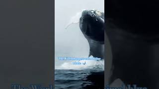 Inside the Mind of the Blue Whale Insights from the Largest Animal [upl. by Anitsirc929]