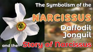 The Symbolism of the Narcissus Daffodil and Jonquil and the Story of Narcissus [upl. by Goerke]