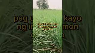 Lemon grass benefits [upl. by Nahgam]