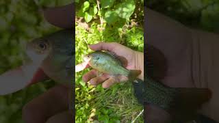 Bluegill caught amongst a thicket of burnt hazel fishing [upl. by Hceicjow]