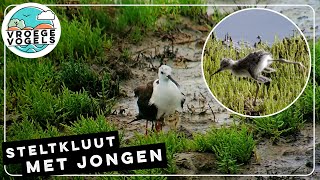 Jongen schuilen onder de vleugels van een steltkluut  TV  Vroege Vogels [upl. by Ahsiemat]