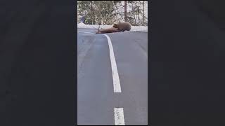 Orso che trascina una carcassa sulle strade di Pinzolo È una fake news [upl. by Caritta]