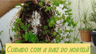 NUNCA PLANTE HORTELÃ COM OUTRAS PLANTAS [upl. by Henryson]