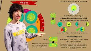 Meiosis Paso a Paso [upl. by Oel]