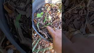 The sweet pepper seeds I planted are germinating they look beautiful for their size [upl. by Wash]