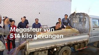 Chinese vissers vangen monstersteur van 514 kilo  RTL NIEUWS [upl. by Child]