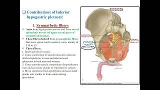 Lecture 4 Innervation Lymph nodes and Peritoneum of pelvis [upl. by Vitus]