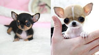 Most Adorable Teacup Chihuahua Compilation Video Ever [upl. by High741]