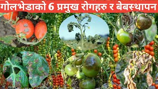 टमाटरको रोगहरू र व्यवस्थापन  Diseases of tomato and its management  Krishi Nepal [upl. by Aanas802]