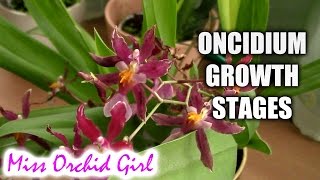 Growth stages of Oncidium Orchids [upl. by Carly69]