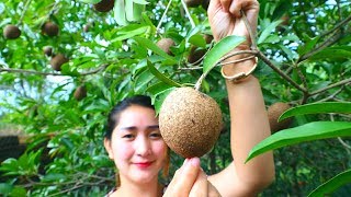 Yummy Sapodilla Fruit Ripen  Sapodilla Fruit  Cooking With Sros [upl. by Kliment100]