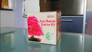 Easy Bonsai Starter kitlink nella descrizione [upl. by Aerdnna320]