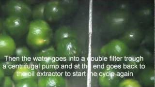 Green mandarin oil extraction [upl. by Sackville]