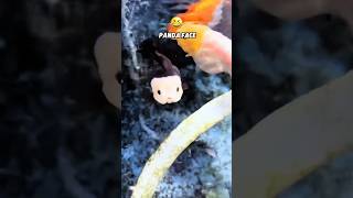 This goldfish has a panda facegoldfish [upl. by Madonna]