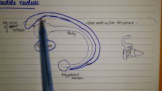 Basal Ganglia Basal Nuclei Anatomy Corpus stratum Amygdaloid nucleus and clastrum [upl. by Anohs180]