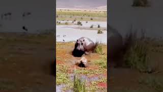 Hyena Teases a Hippo 😳😂 [upl. by Mlawsky]